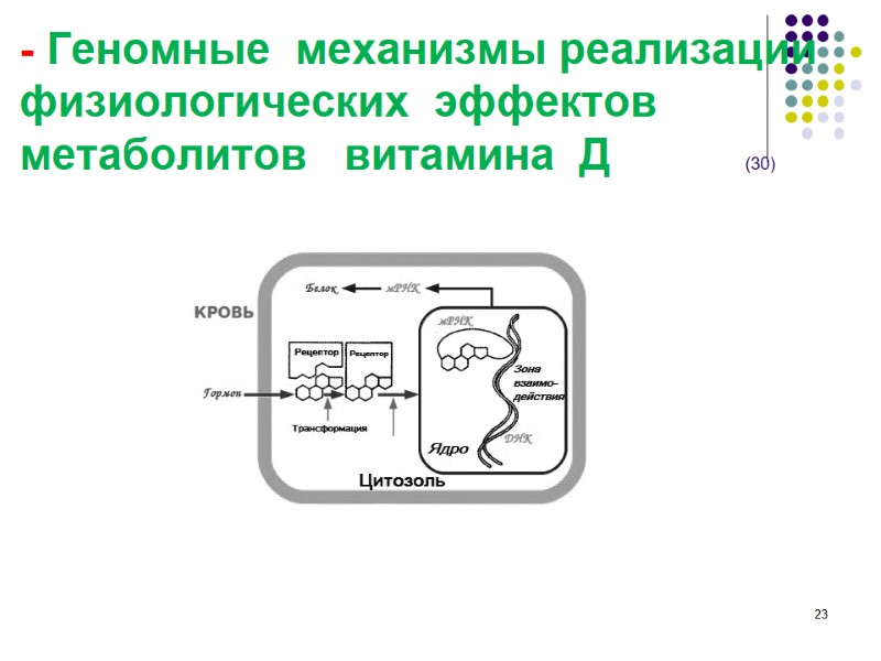- Геномные  механизмы реализации физиологических  эффектов метаболитов   витамина  Д